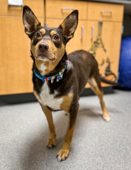 Enlarge Pippa, a Adoptable Australian Kelpie in Jamestown, NY image 3/3