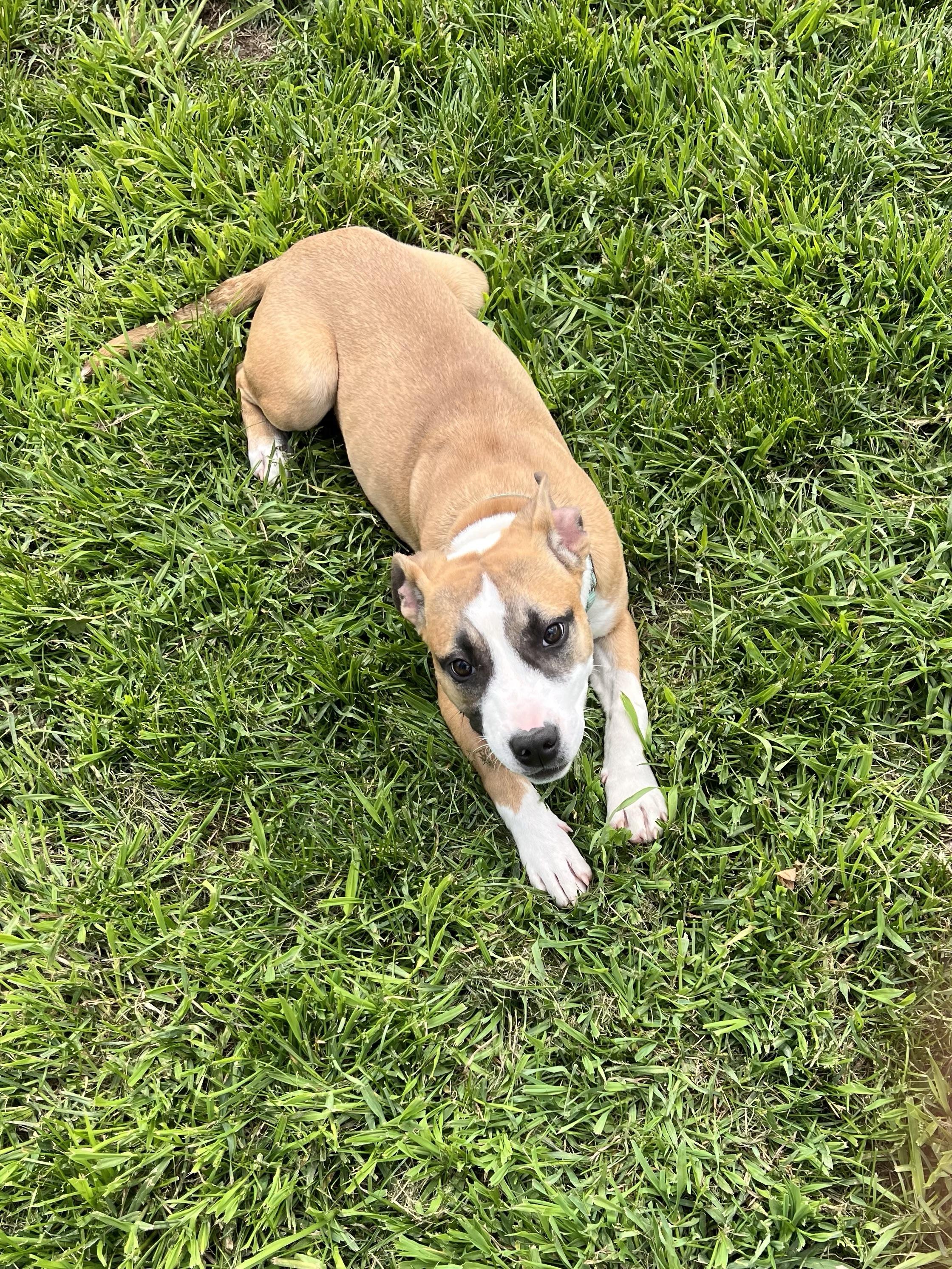 Enlarge Rose, a Adopted mixed breed in Eaton Rapids, MI image 2/4