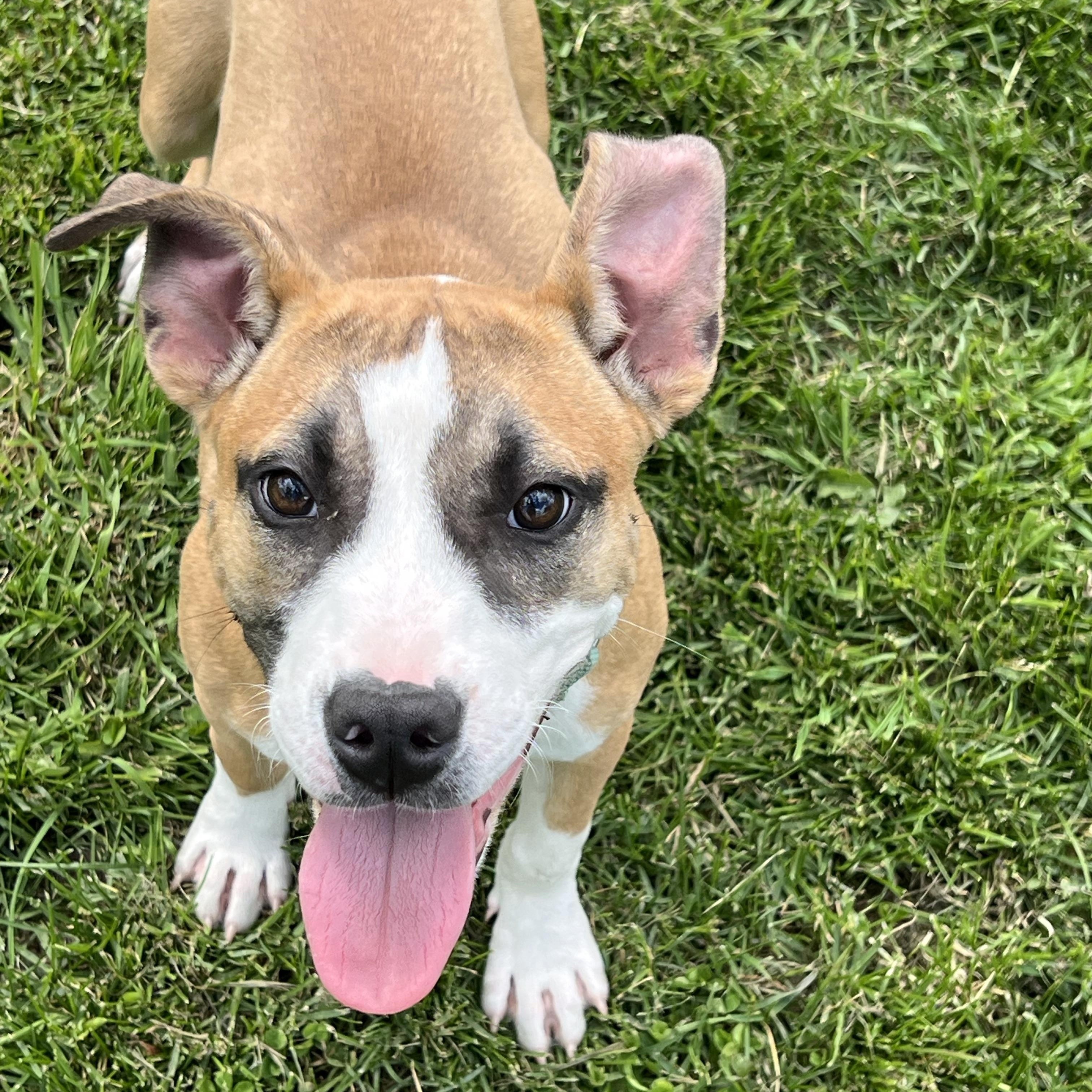 Enlarge Rose, a Adopted mixed breed in Eaton Rapids, MI image 1/4