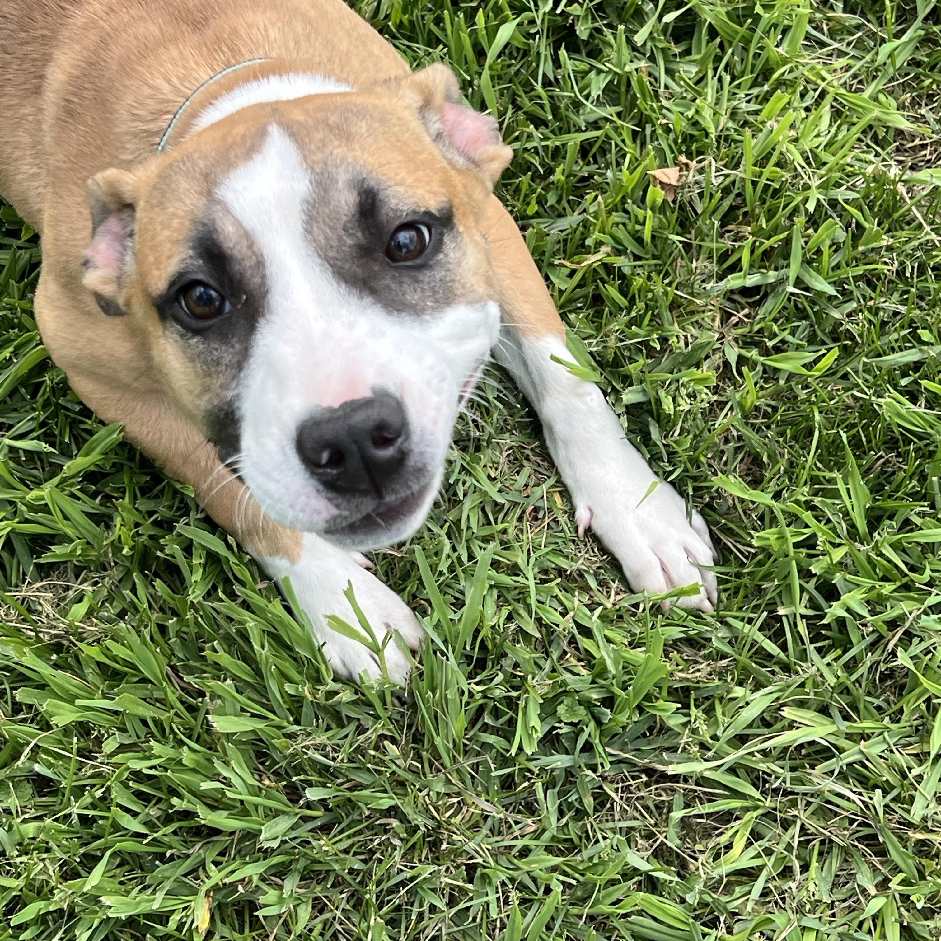 Enlarge Rose, a Adopted mixed breed in Eaton Rapids, MI image 4/4