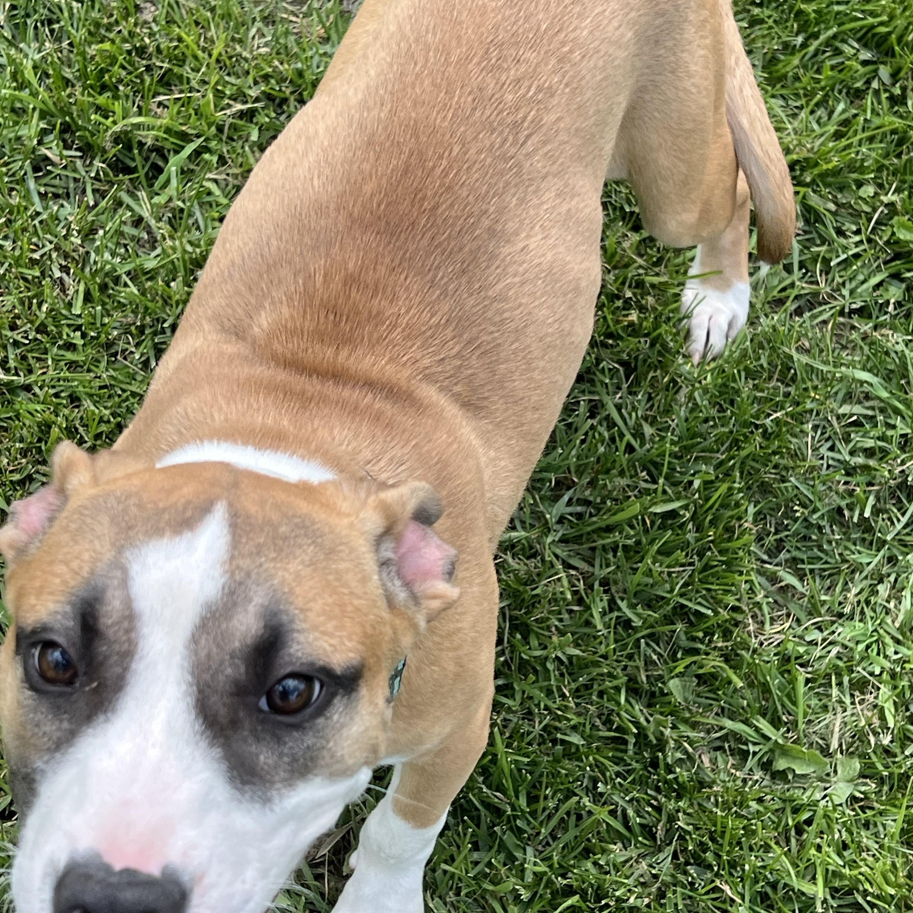 Enlarge Rose, a Adopted mixed breed in Eaton Rapids, MI image 3/4