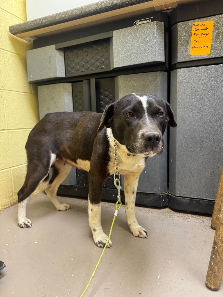 Enlarge Sugarplum, a Adoptable mixed breed in Crossville, TN image 1/1