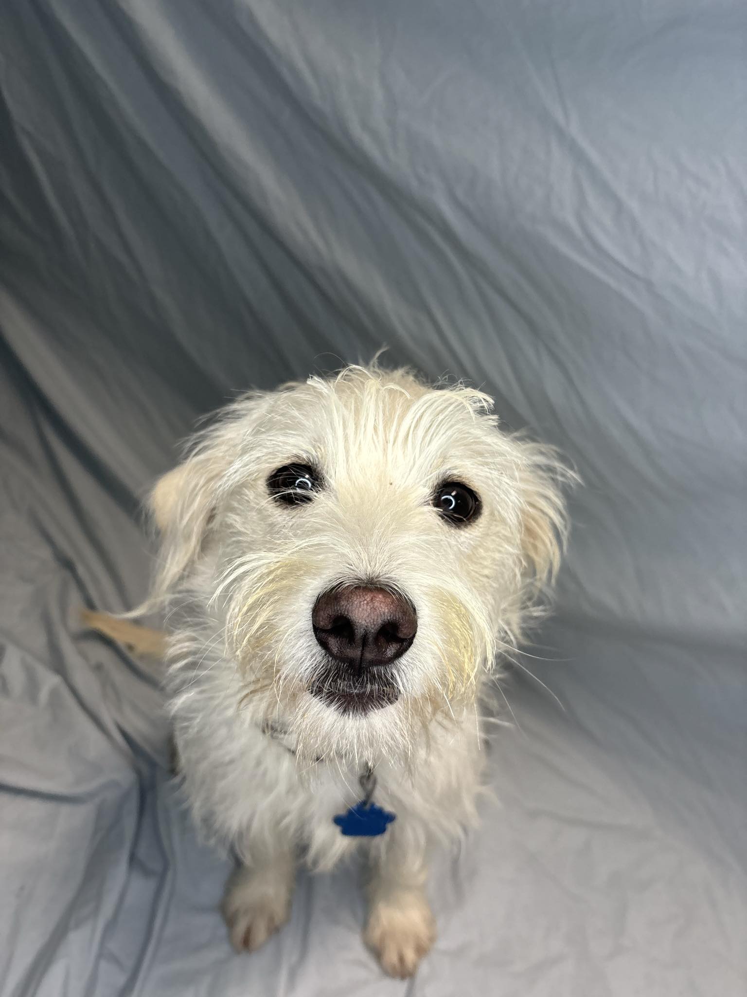 Enlarge Sherlock Bones, a Adopted mixed breed in Broken Arrow, OK image 2/5