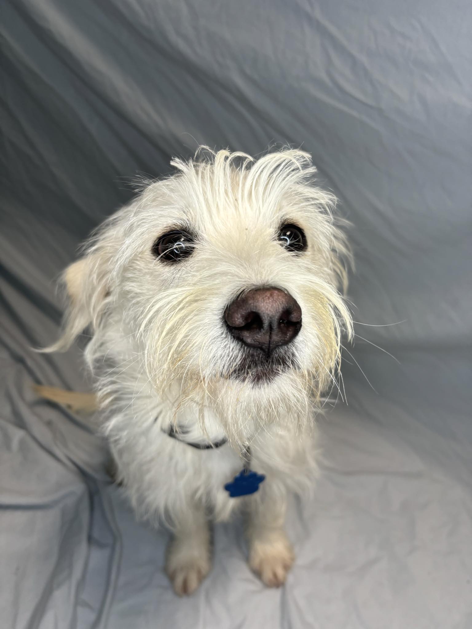 Enlarge Sherlock Bones, a Adopted mixed breed in Broken Arrow, OK image 4/5