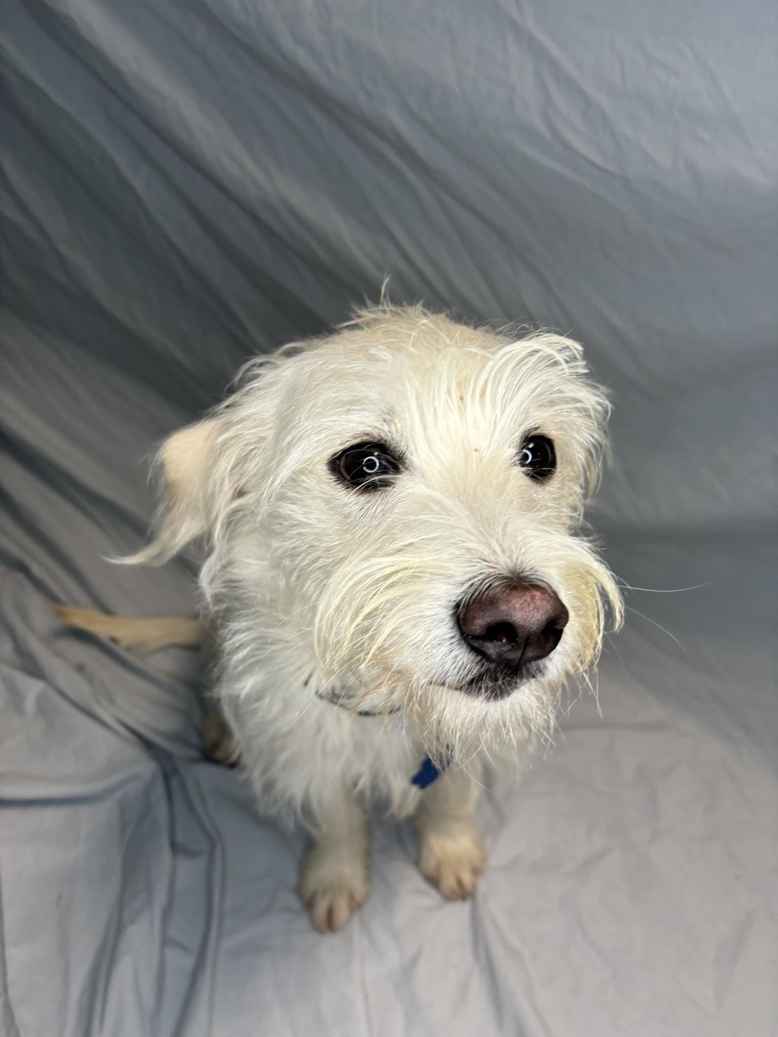 Sherlock Bones, Adopted, Young Male West Highland White Terrier / Westie & Terrier.