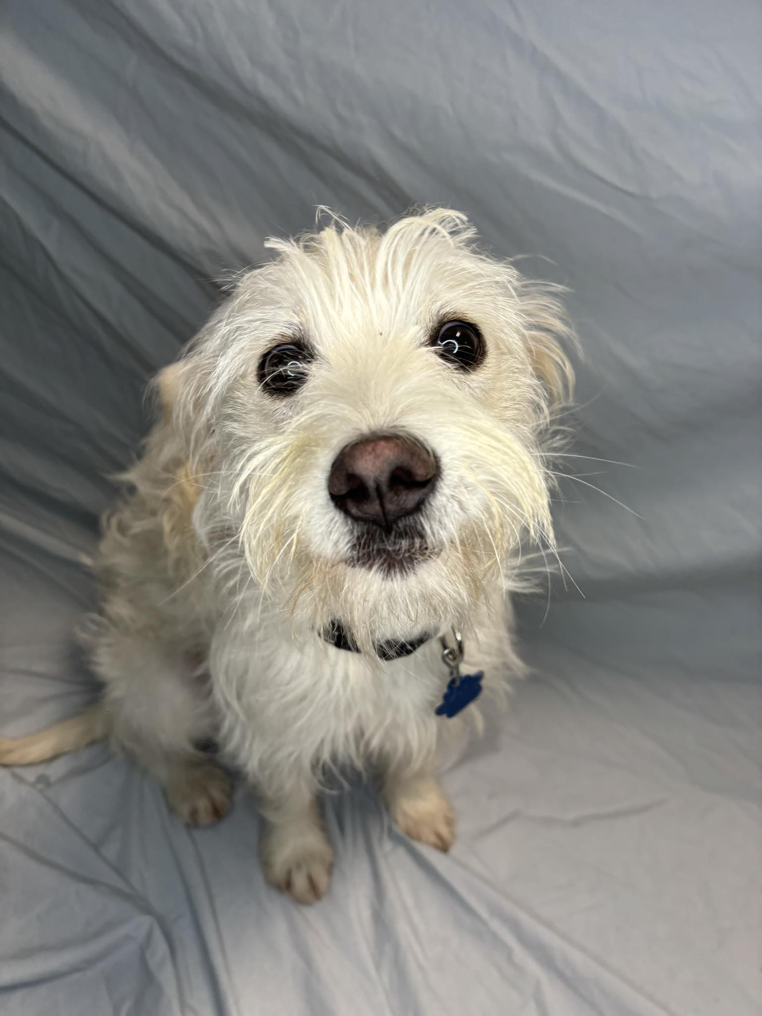 Enlarge Sherlock Bones, a Adopted mixed breed in Broken Arrow, OK image 3/5