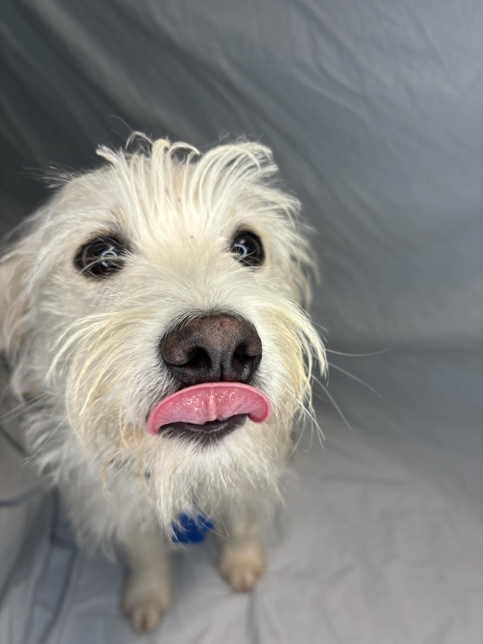 Enlarge Sherlock Bones, a Adopted mixed breed in Broken Arrow, OK image 5/5