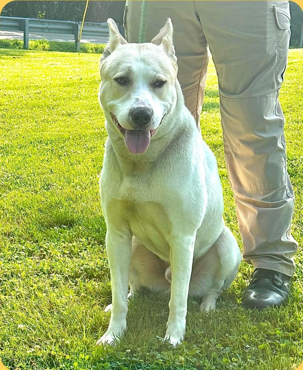 Enlarge Maxx, a ADOPTABLE mixed breed in Millfield, OH image 5/5