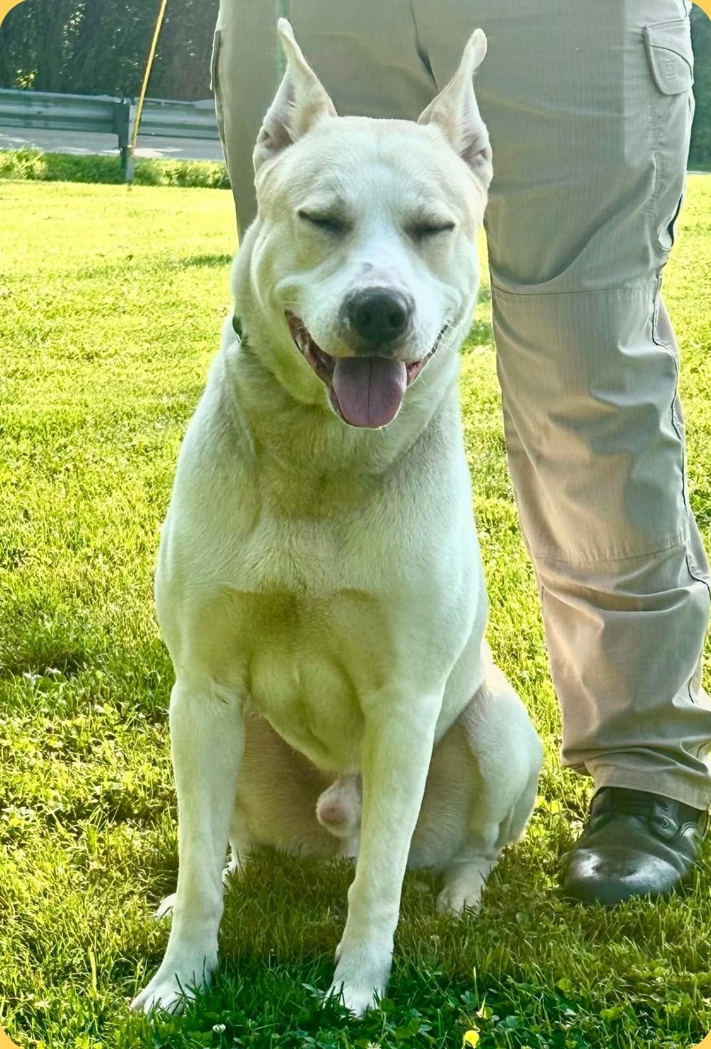 Enlarge Maxx, a ADOPTABLE mixed breed in Millfield, OH image 4/5
