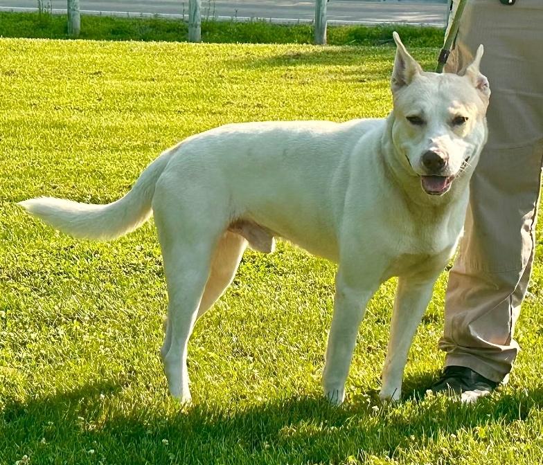Enlarge Maxx, a ADOPTABLE mixed breed in Millfield, OH image 2/5