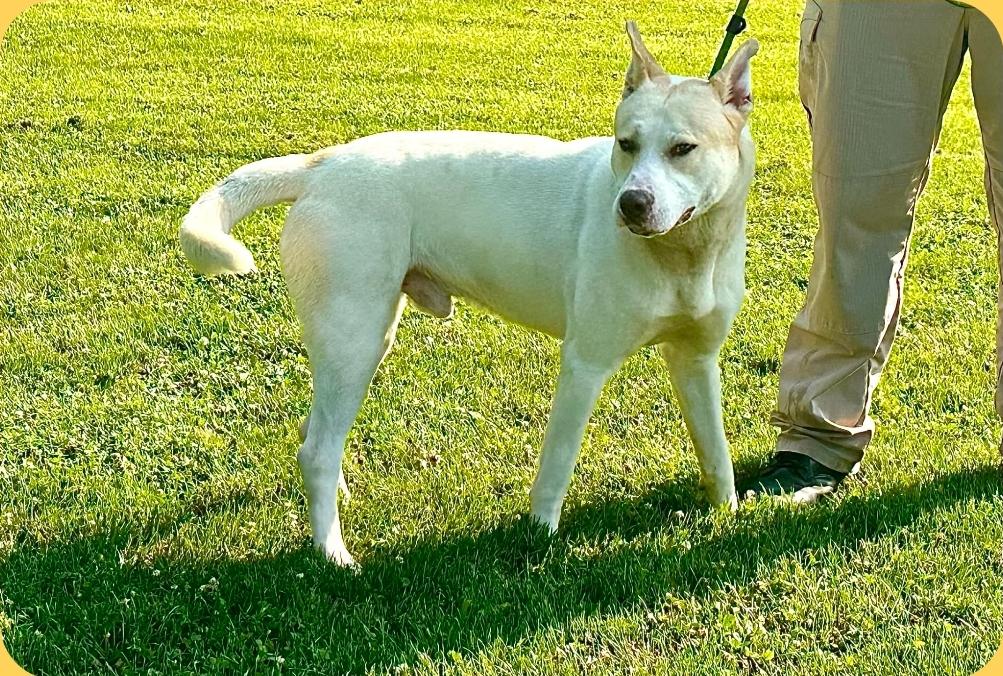 Enlarge Maxx, a ADOPTABLE mixed breed in Millfield, OH image 3/5