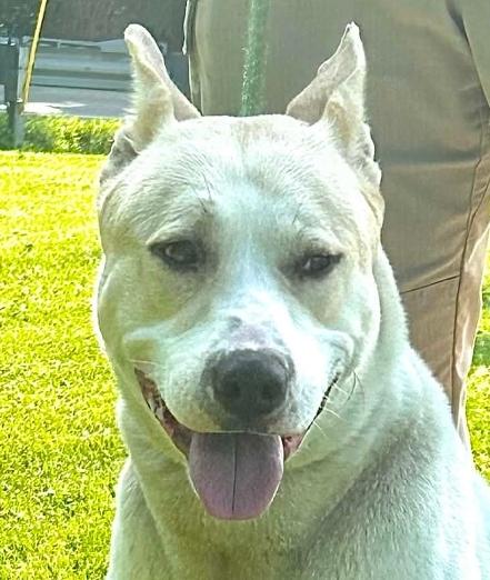 Maxx, ADOPTABLE, Adult Male Husky.