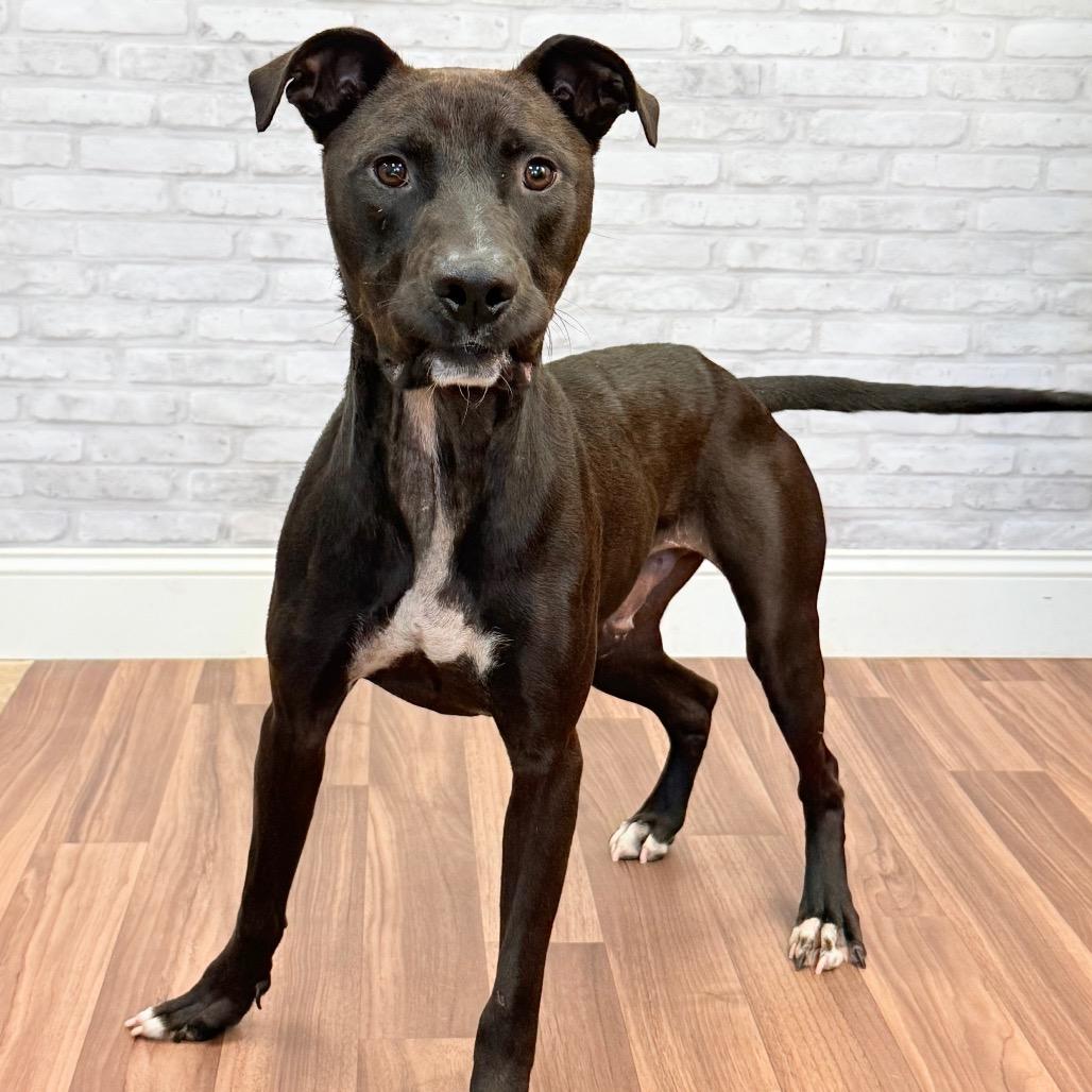 Vada, a Adoptable mixed breed in Montgomery, AL image 1/2