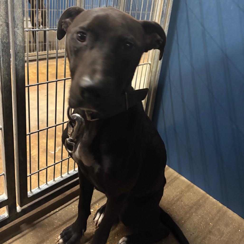 Vada, a Adoptable mixed breed in Montgomery, AL image 2/2