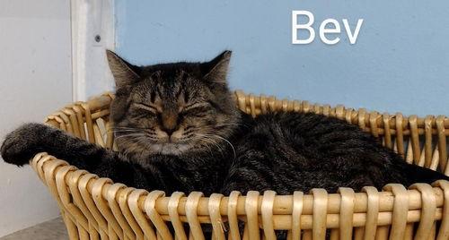 Enlarge Bev -Cat Room, a Adoptable Domestic Long Hair in Oakland Park, FL image 2/5
