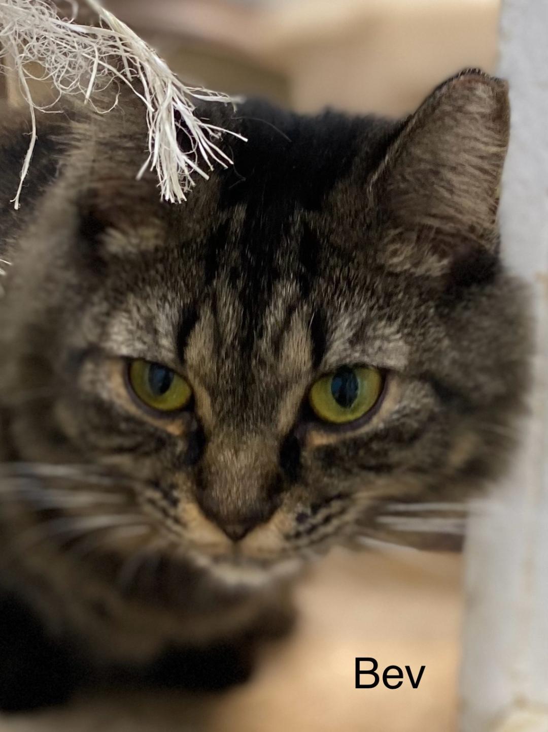 Enlarge Bev -Cat Room, a Adoptable Domestic Long Hair in Oakland Park, FL image 3/5
