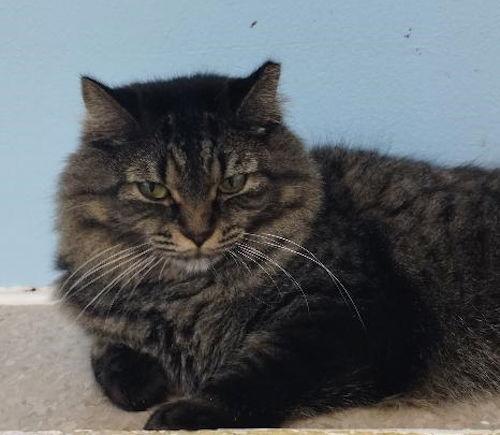 Bev, a Adoptable Domestic Long Hair in Oakland Park, FL image 3/3