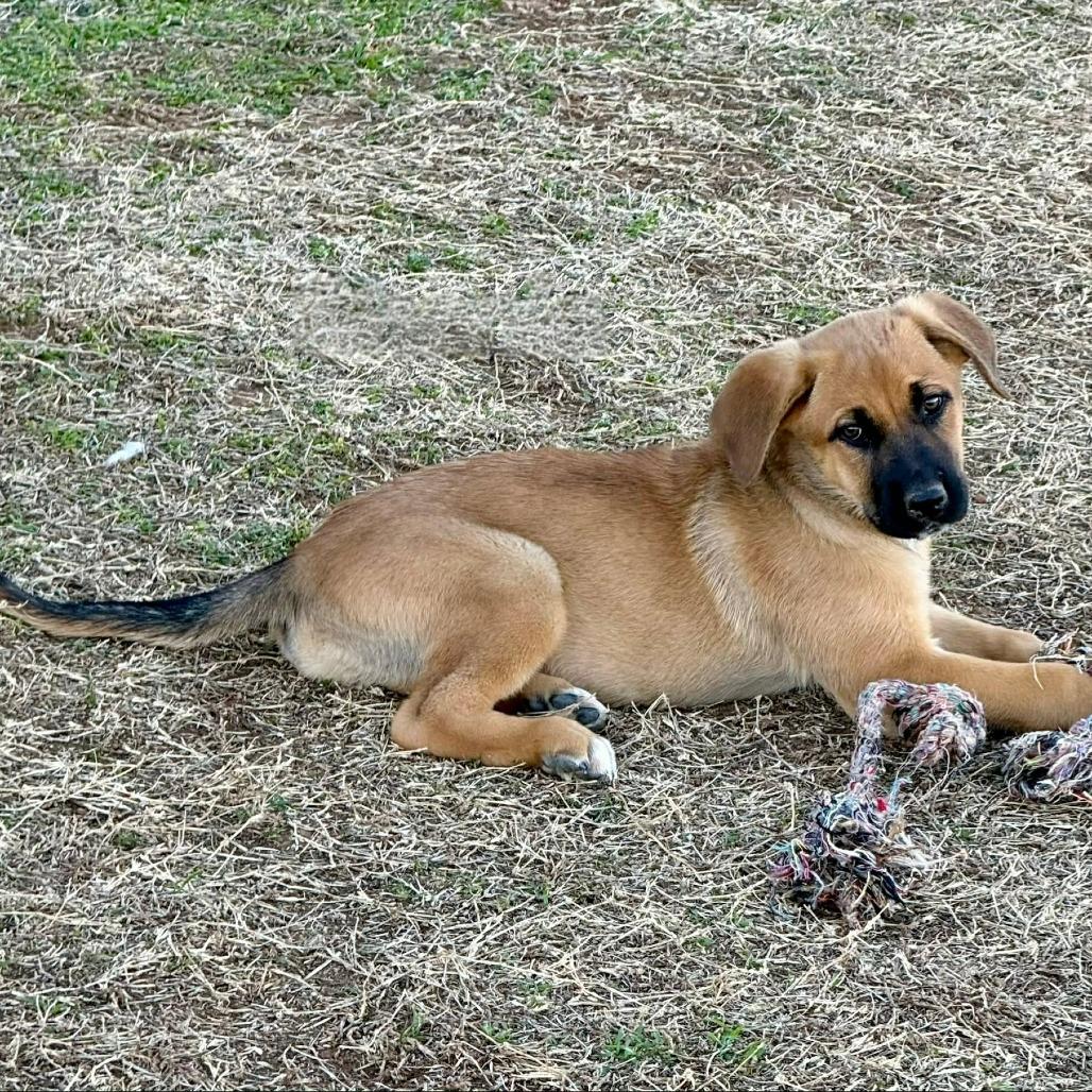 Shania, Adoptable, Puppy Female Belgian Shepherd / Malinois.