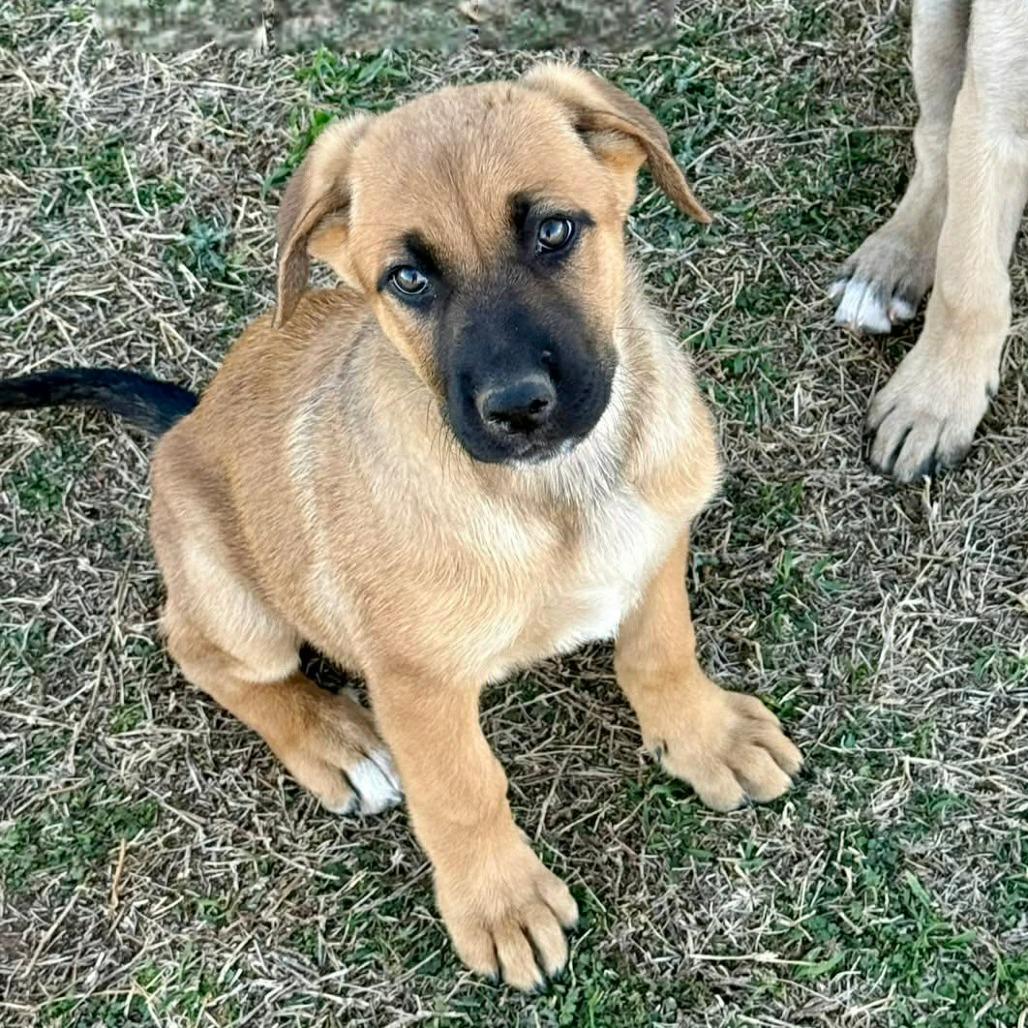 Enlarge Shania, a Adoptable Belgian Shepherd / Malinois in Tulsa, OK image 2/2