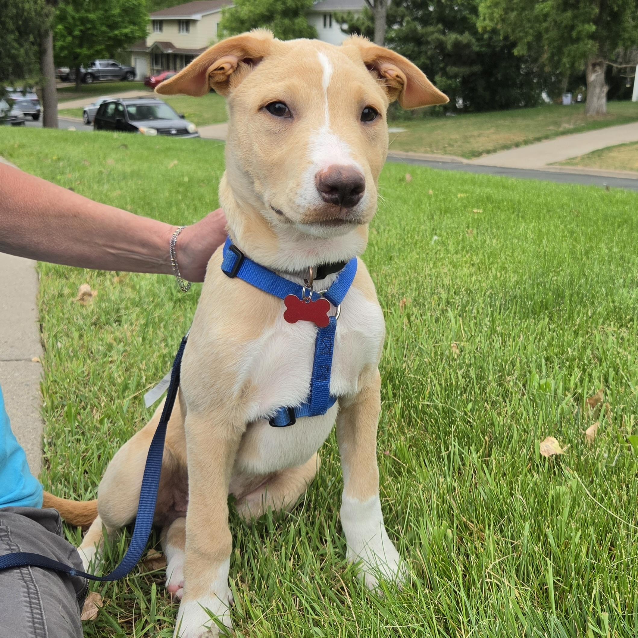 Gus, a ADOPTABLE mixed breed in Prior Lake, MN image 4/5