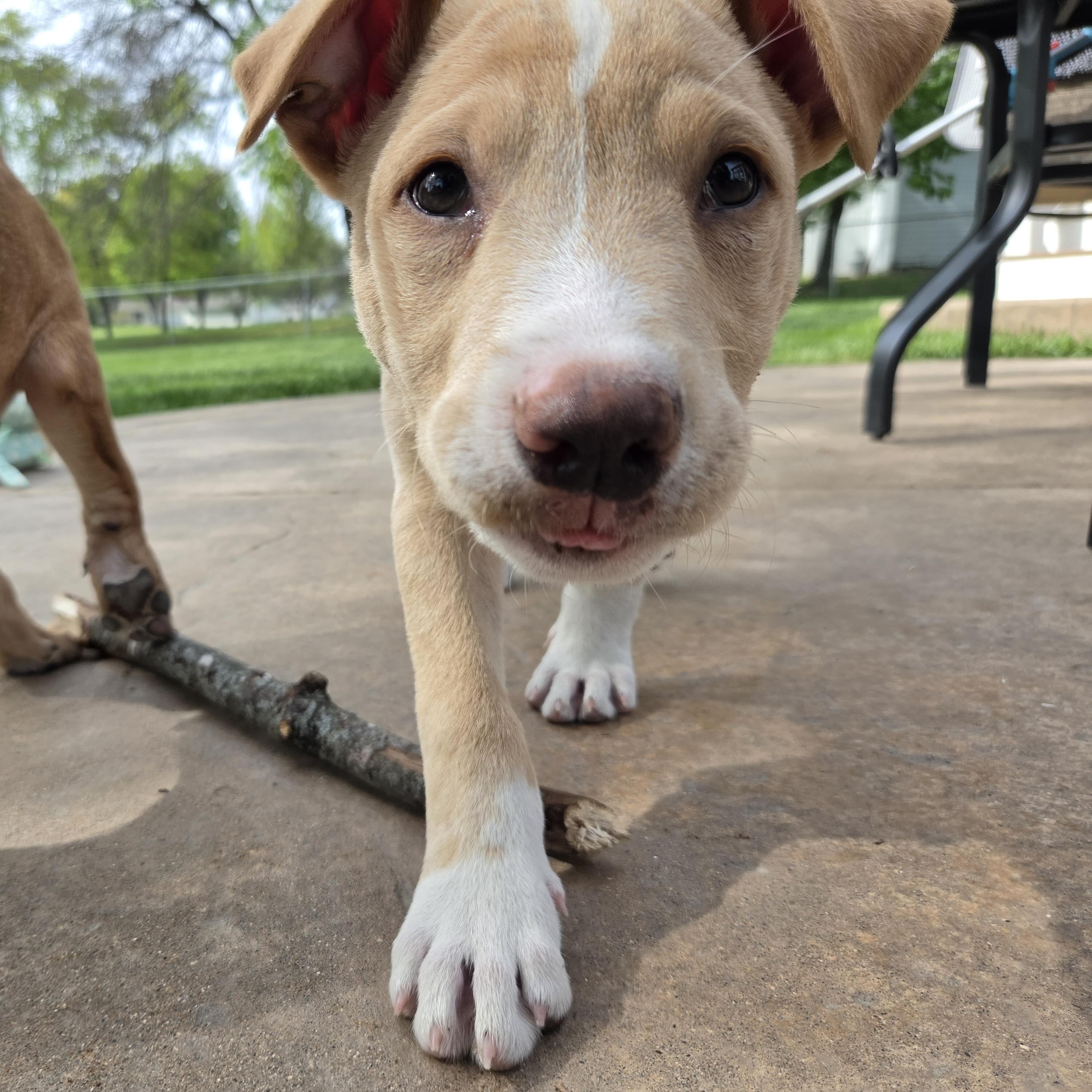 Gus, a ADOPTABLE mixed breed in Prior Lake, MN image 3/5