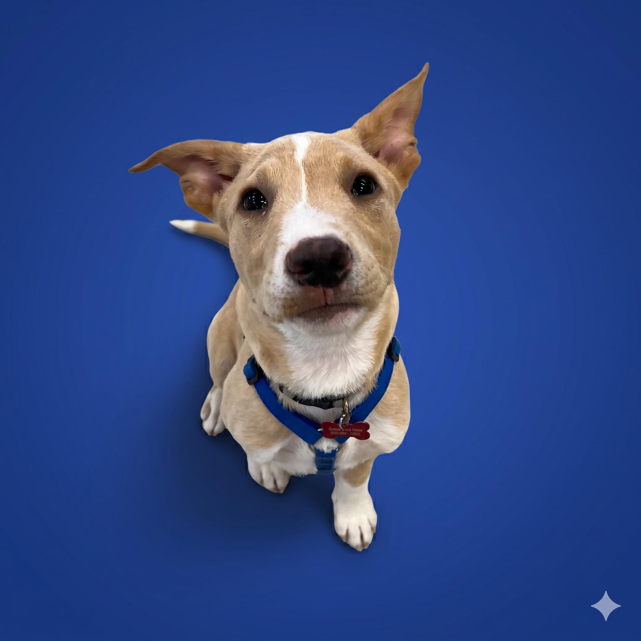 Gus, a ADOPTABLE mixed breed in Prior Lake, MN image 2/5