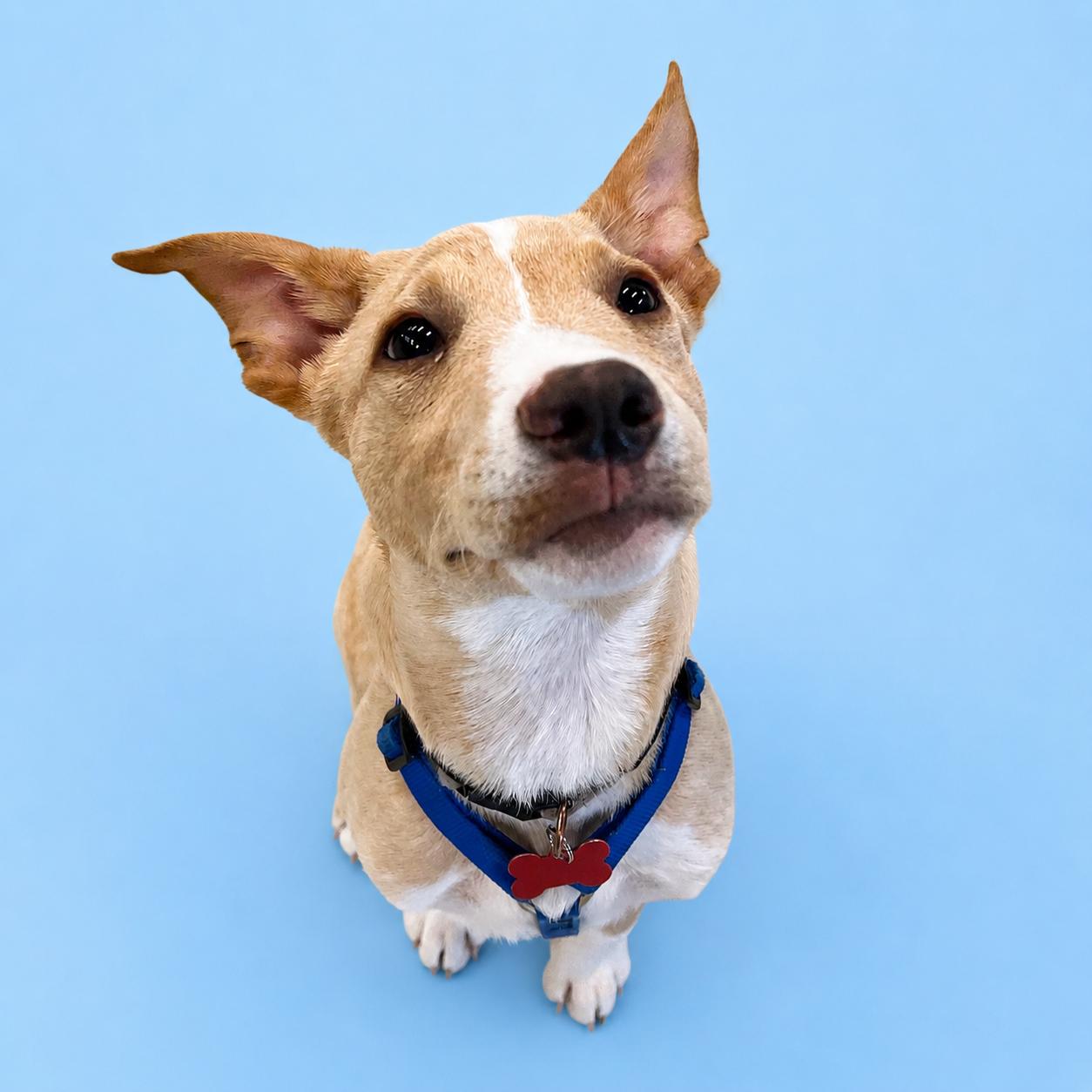 Gus, a ADOPTABLE mixed breed in Prior Lake, MN image 5/5