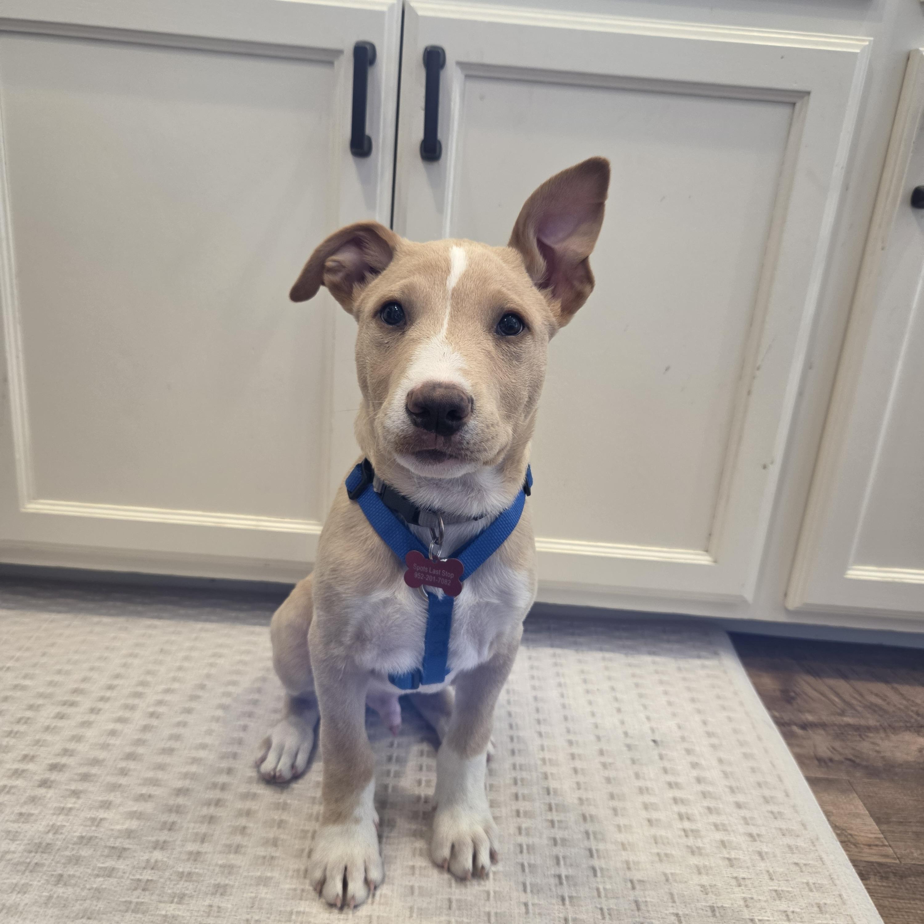 Gus, ADOPTABLE, Puppy Male Shepherd & Terrier.