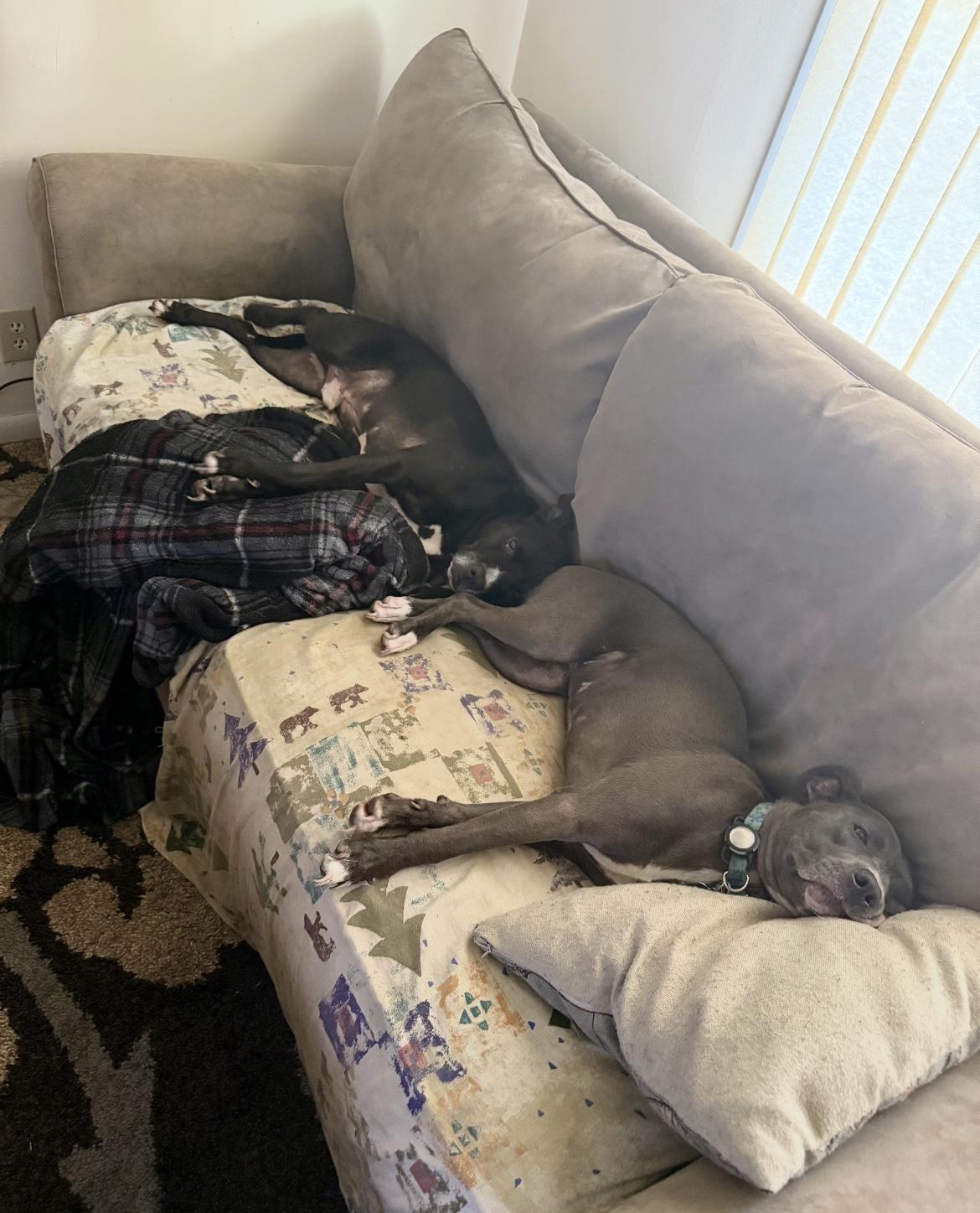 Miley, a Adoptable mixed breed in Junction City, KY image 3/5