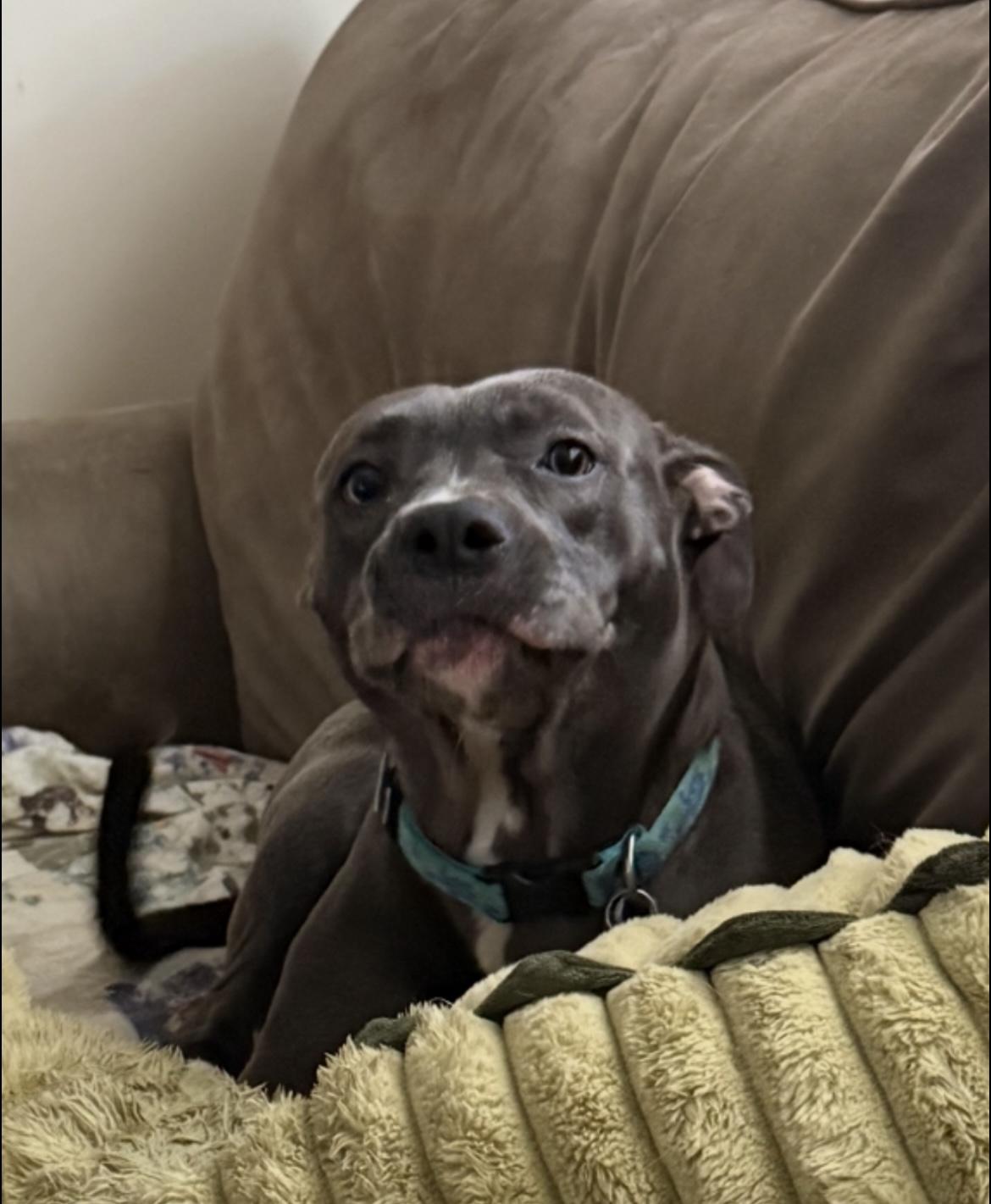 Miley, a Adoptable mixed breed in Junction City, KY image 1/5