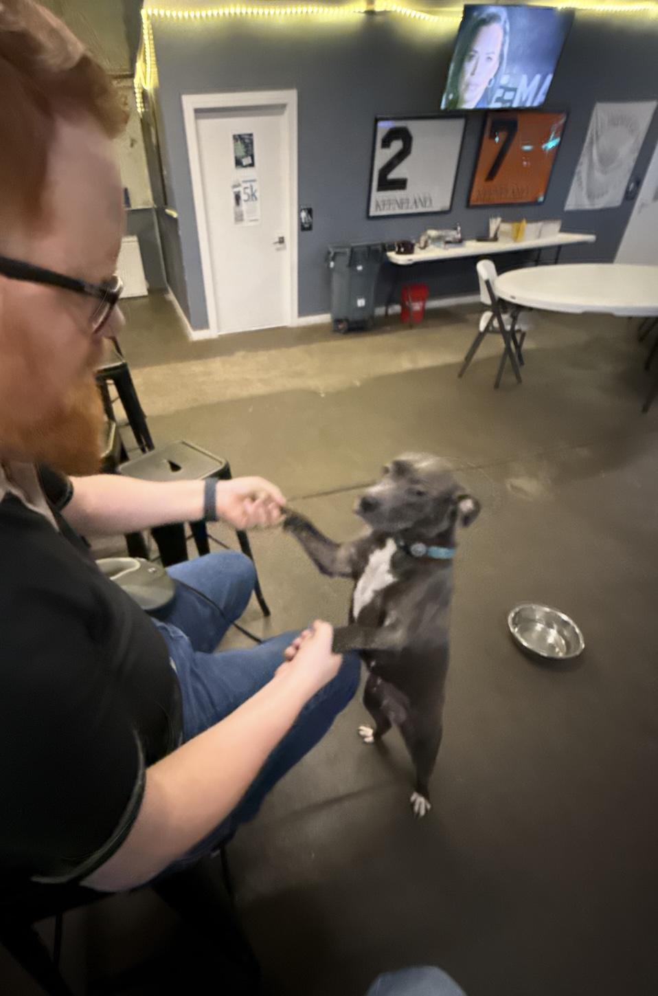 Miley, a Adoptable mixed breed in Junction City, KY image 5/5