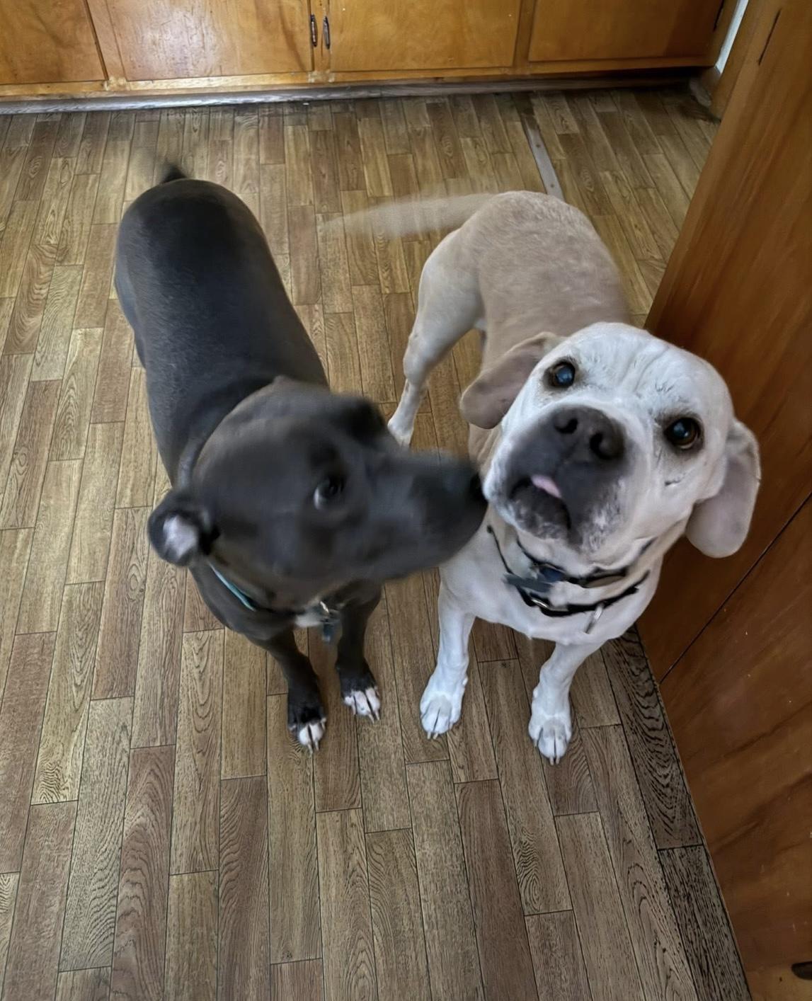 Miley, a Adoptable mixed breed in Junction City, KY image 4/5