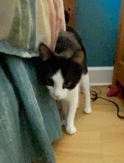 Sonny (Sonny and Cher Litter)