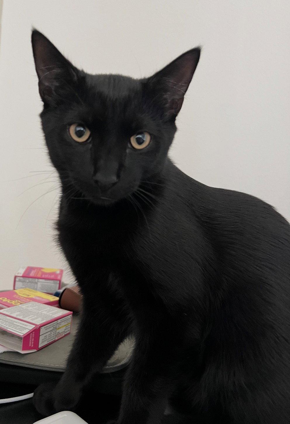 Donald and Daisy, Adoptable, Kitten Male Domestic Short Hair.