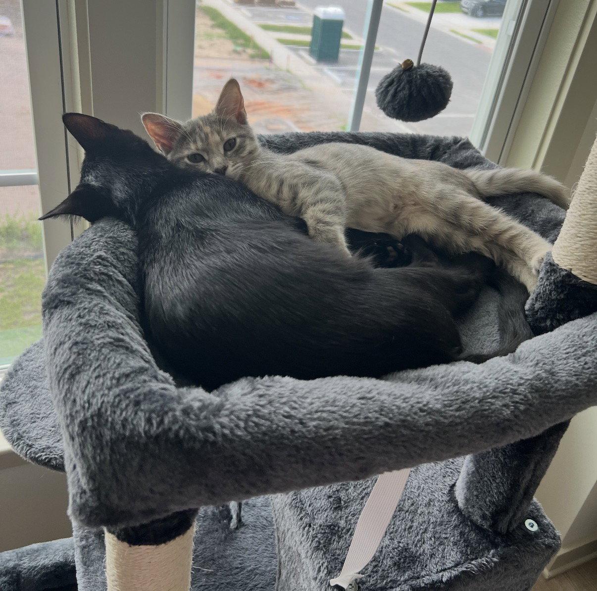 Enlarge Donald and Daisy, a Adoptable Domestic Short Hair in Orlando, FL image 2/3
