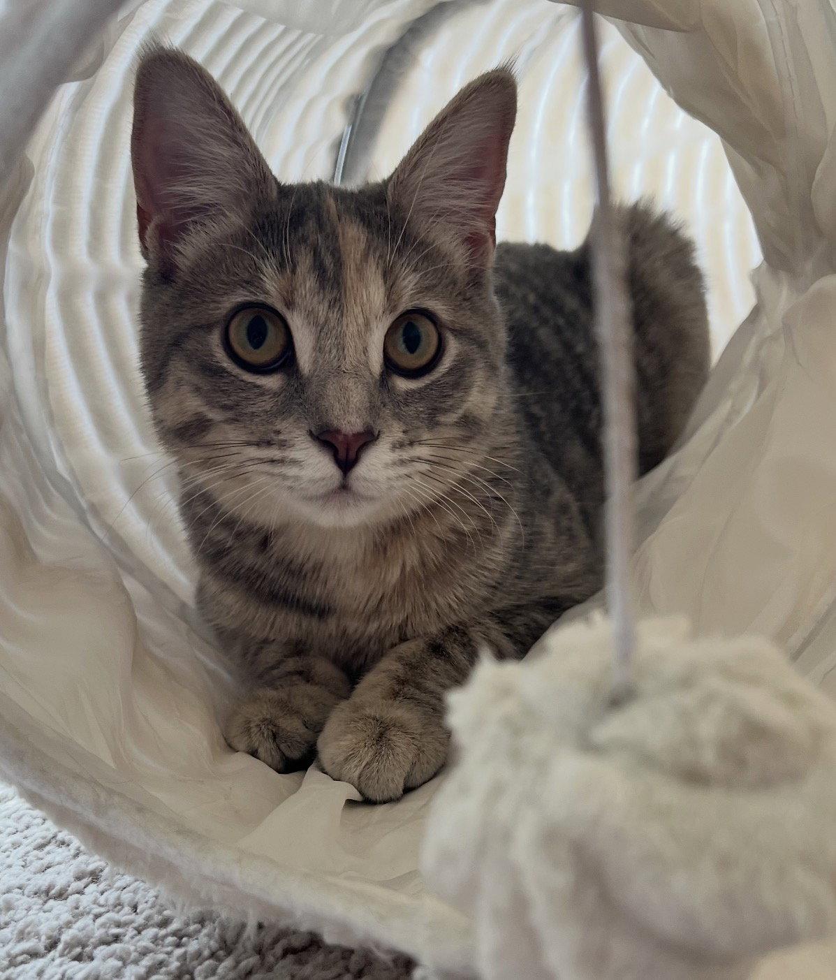 Enlarge Donald and Daisy, a Adoptable Domestic Short Hair in Orlando, FL image 3/3