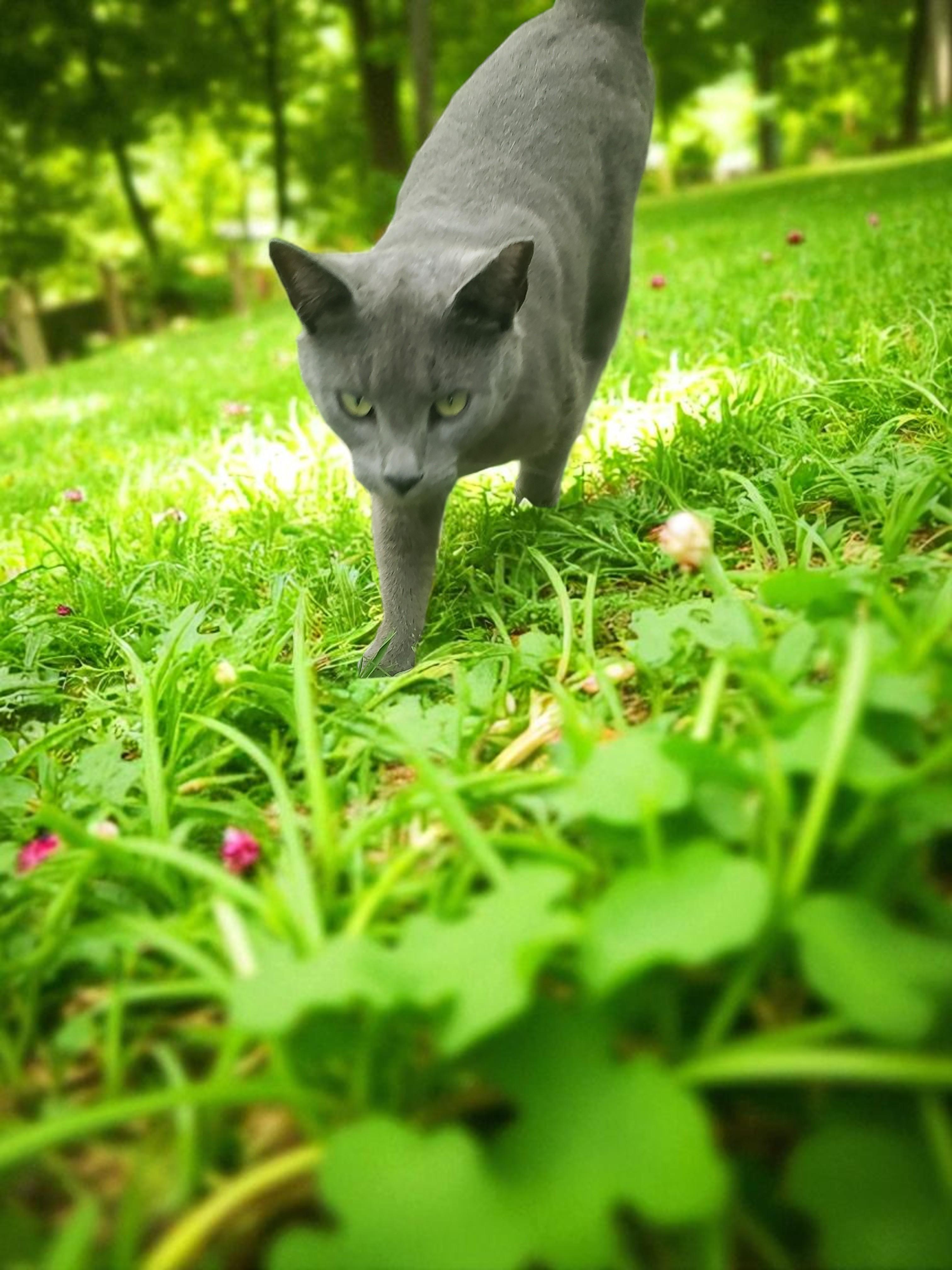 Enlarge Sterling, a Adoptable Domestic Short Hair in Camden, TN image 3/3
