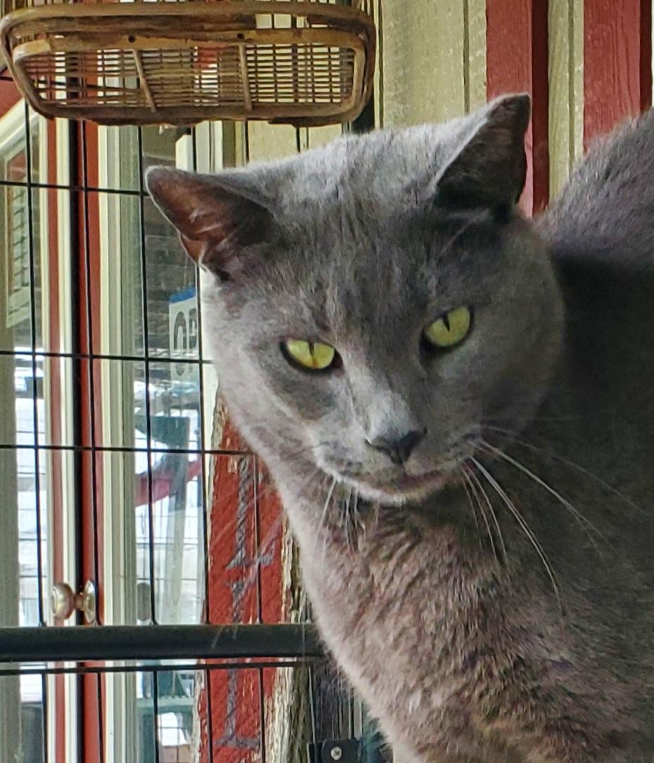 Sterling, Adoptable, Adult Male Domestic Short Hair.