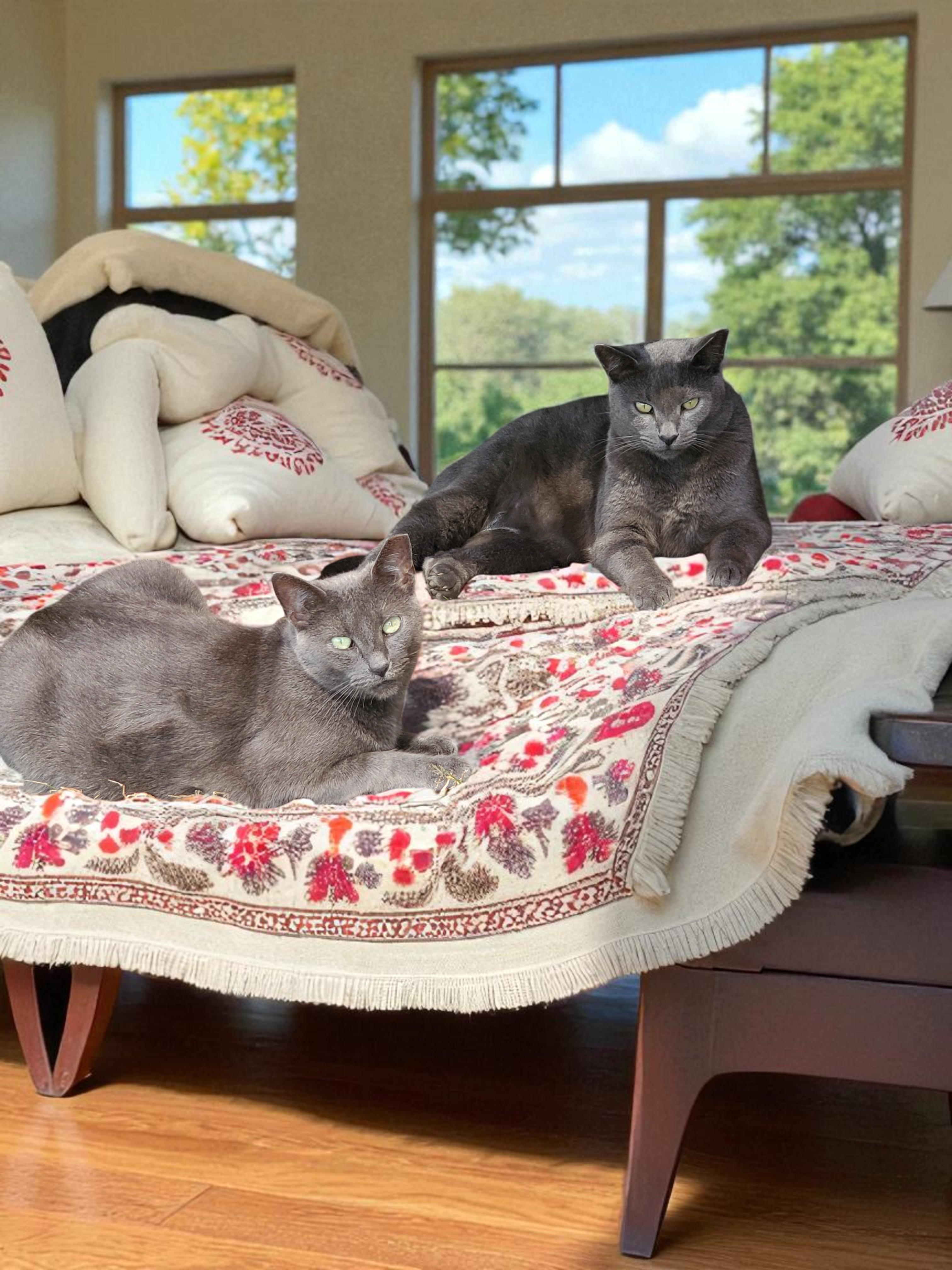 Sterling, Adoptable, Adult Male Domestic Short Hair.