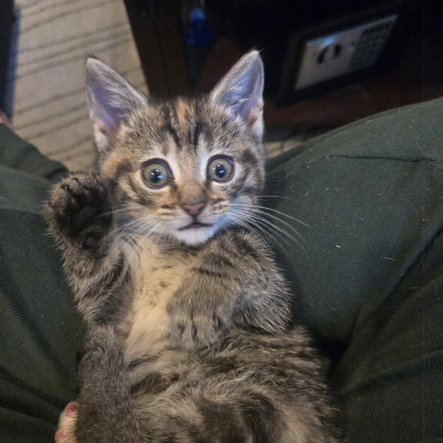 Enlarge Jem, a ADOPTABLE American Shorthair in South Amboy, NJ image 3/3