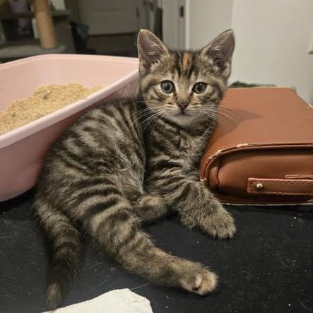 Jem, ADOPTABLE, Kitten Female American Shorthair.