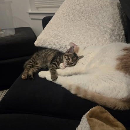 Enlarge Jem, a ADOPTABLE American Shorthair in South Amboy, NJ image 2/3