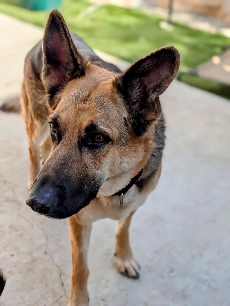 Brother Bear, a Adoptable mixed breed in Roseville, CA image 1/6