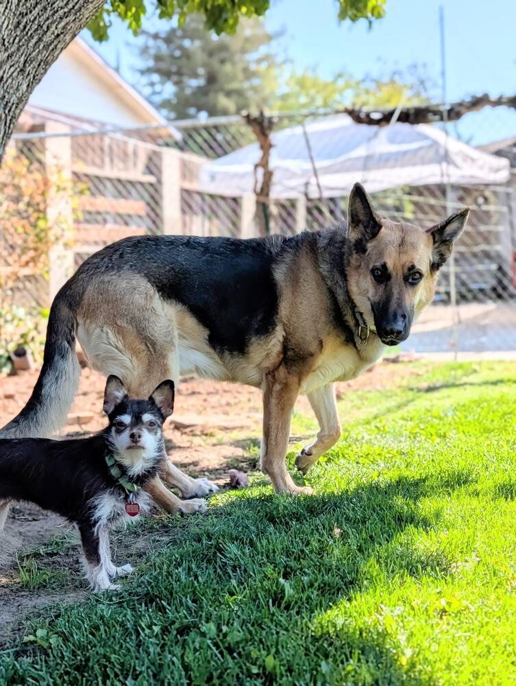 Brother Bear, a Adoptable mixed breed in Roseville, CA image 2/6