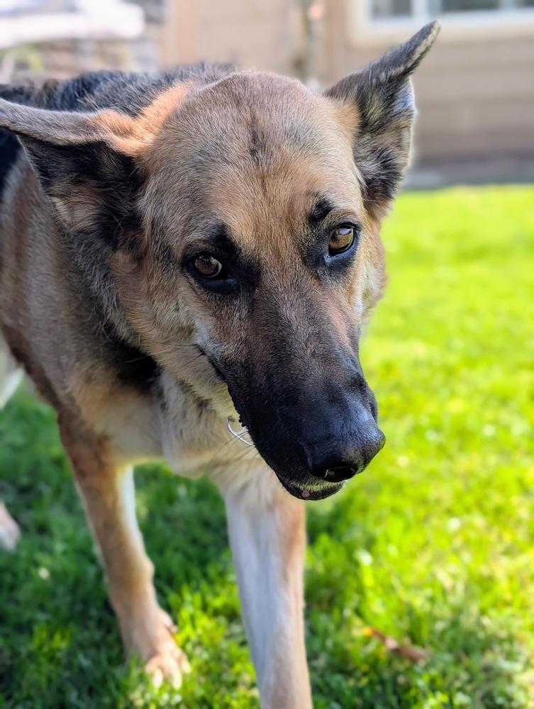 Brother Bear, a Adoptable mixed breed in Roseville, CA image 3/6