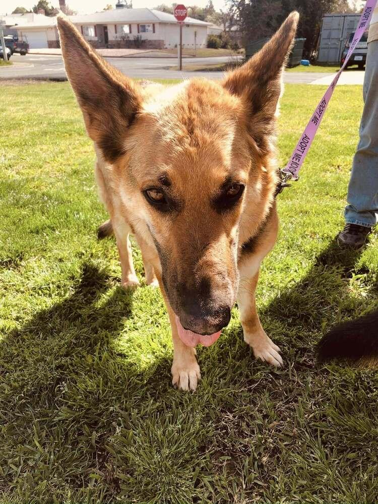 Brother Bear, a Adoptable mixed breed in Roseville, CA image 4/6