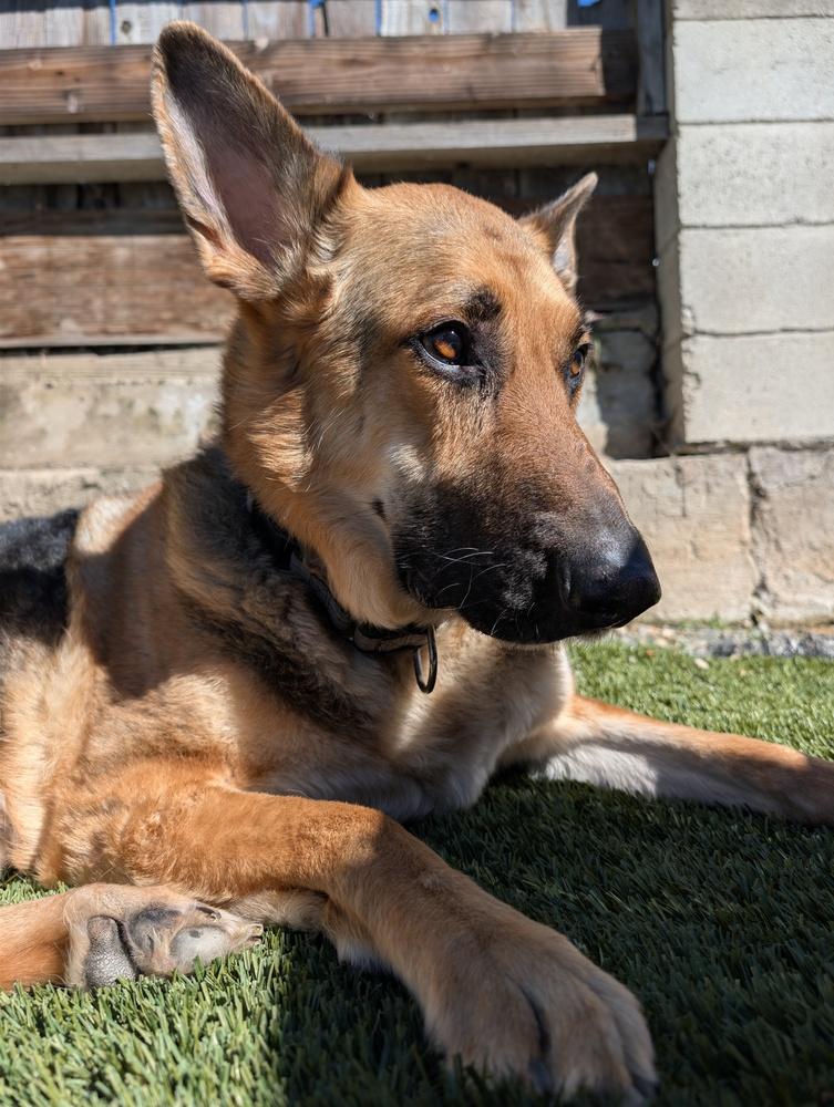 Brother Bear, a Adoptable mixed breed in Roseville, CA image 4/6