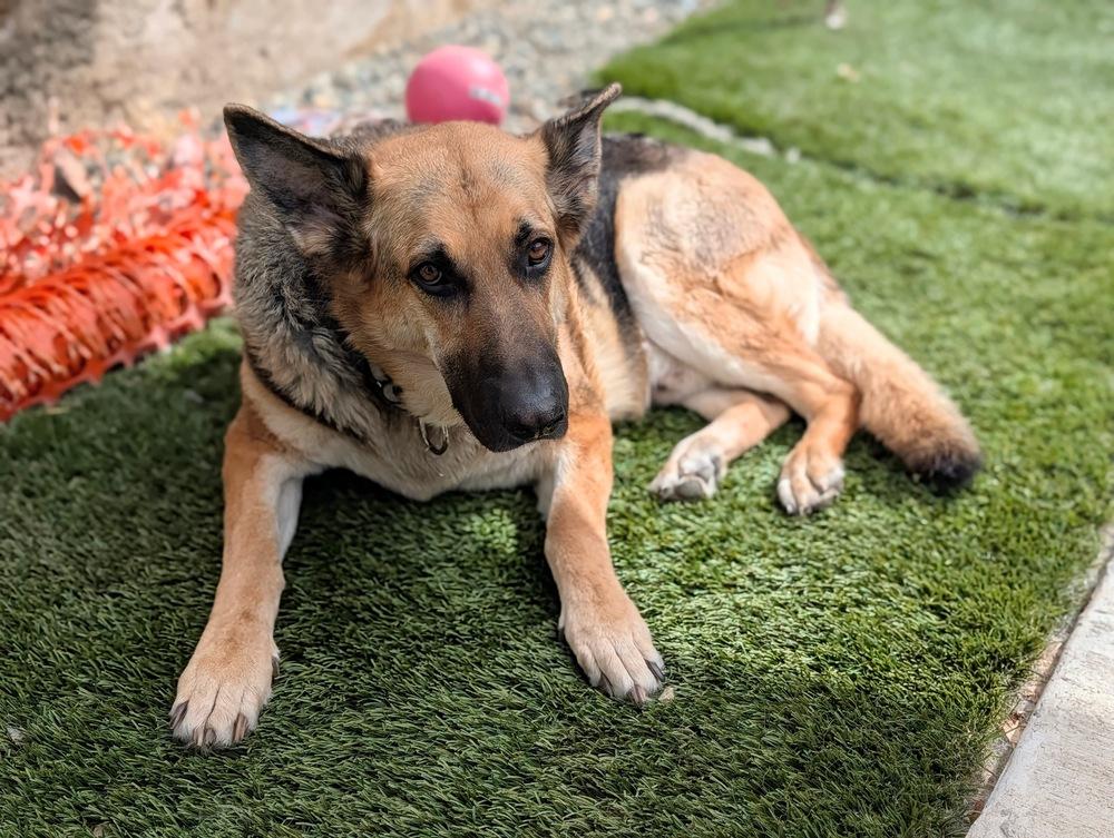 Brother Bear, a Adoptable mixed breed in Roseville, CA image 5/6