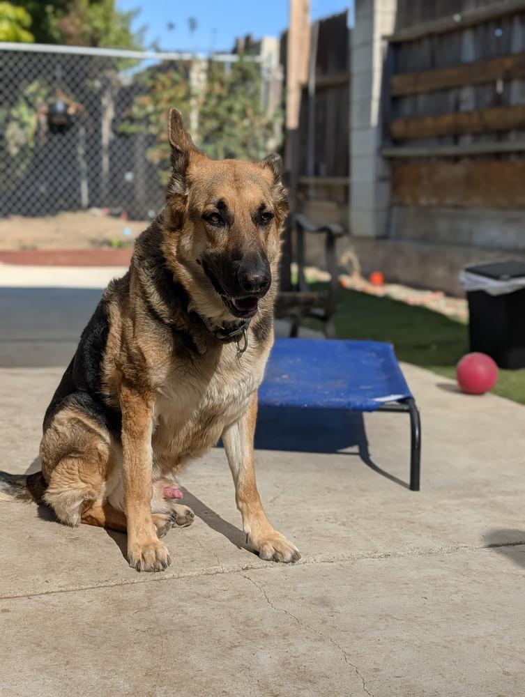 Brother Bear, a Adoptable mixed breed in Roseville, CA image 6/6