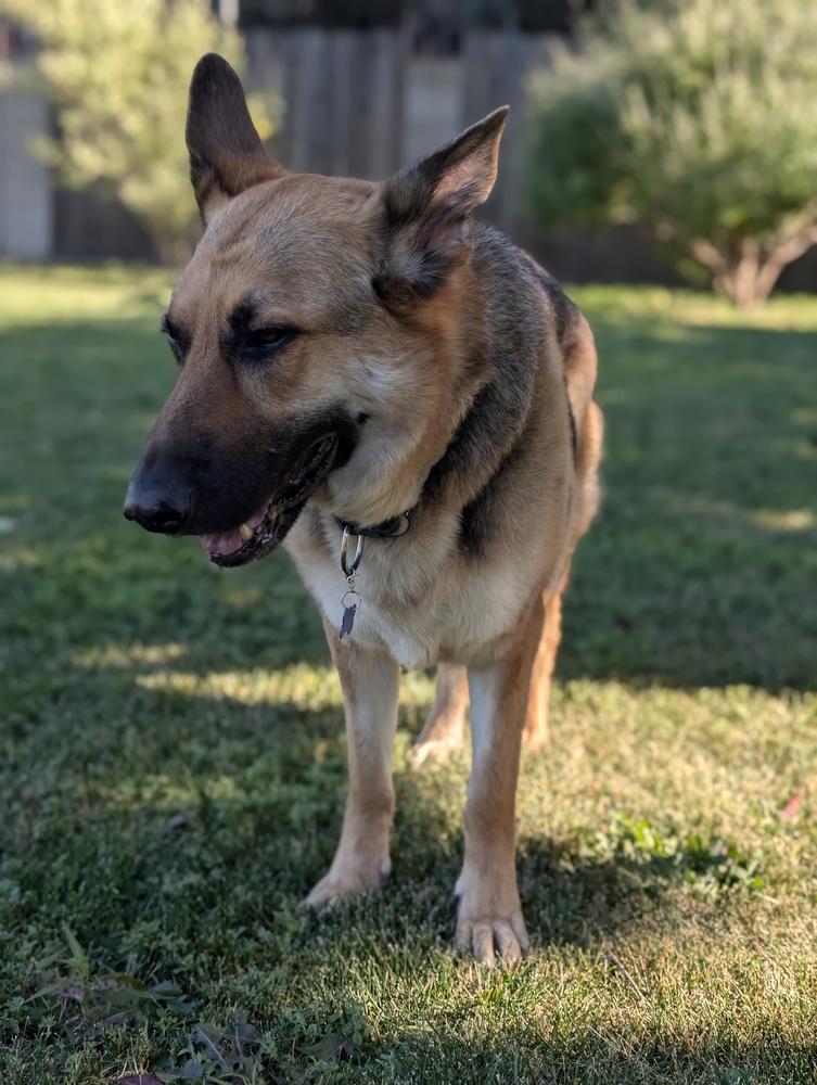 Enlarge Brother Bear, a Adoptable mixed breed in Roseville, CA image 6/6